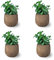 Menta Pack de 4 Plantas Naturales para Cocinar en Maceta Ø10 Altura 20 cm Interior y Exterior Hierba Aromática para Huerto Urbano y Jardín- Maceta de Cerámica NO incluida