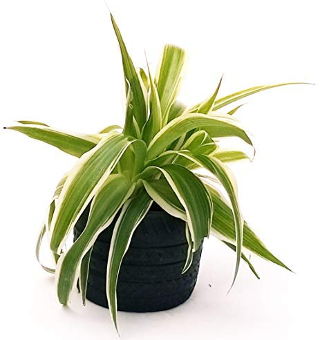 POWERS TO FLOWERS - CHLOROPHYTUM, FALANGIO MINI IN VASO CERAMICA NERO, pianta vera