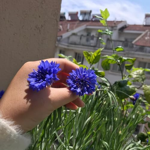 semillas de aciano - jardín orgánicas resistentes decoración 500pcs