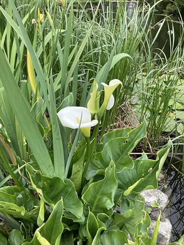 1 planta acuática Zanthedesia Aetiopica (se vende como un cormo)