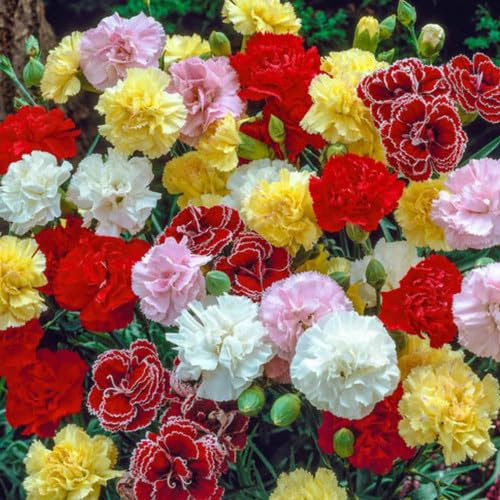 Plant World Seeds - Carnation Hardy Border Mix Seeds (Annual Flower Seeds)