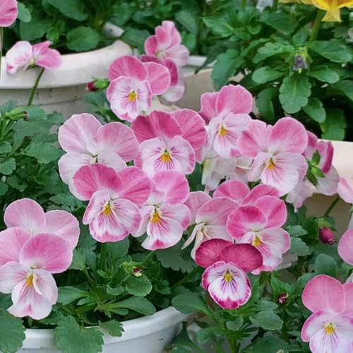 350 pcs stiefmütterchen pflanzen samen blumenwiese samen mehrjährig winterhart Viola tricolor - Seltene Pflanzenserie - winterharte kübelpflanzen gartenblumen blumensamen geschenk