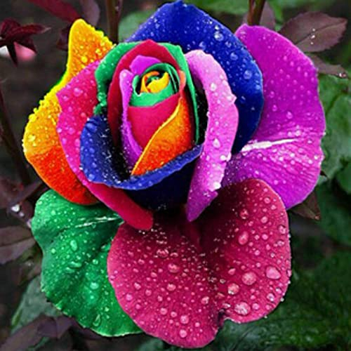 100 Stück Rosensamen, Blumensamen für Garten und Balkon, Rosen Pflanzen Samen, Garten Blumen, Ideale Garten Pflanzen, Balkon Pflanzen (Regenbogen)
