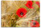Pixxprint Glasbild, Wandbild aus Echtglas, Mohnblumen auf dem Mais-Feld, 80x60 cm, inkl. Aufhängung und Abstandshalter