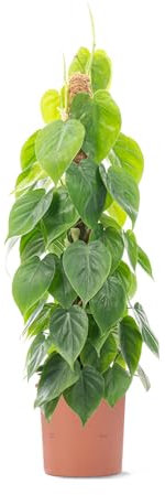 Philodendron scandens - Sweetheart Plant - Indoor Houseplant for Home or Office - Potted Trailing House Plants for Small and Large Spaces - Bright Green Foliage Leaves (70-80cm Incl. Pot)