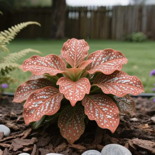 Mélange d'ampoules Hostas/Hosta - Parfait pour les pots, les conteneurs et les présentoirs intérieurs, grandes ampoules décoratives I-6