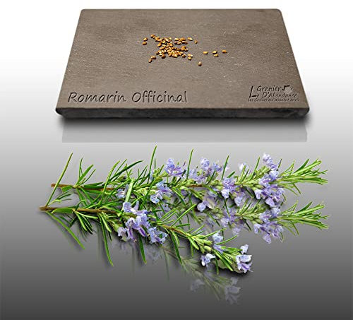 50 graines Aromatiques à semer - Le Grenier d'Abondance - ROMARIN - Rosmarinus officinalis