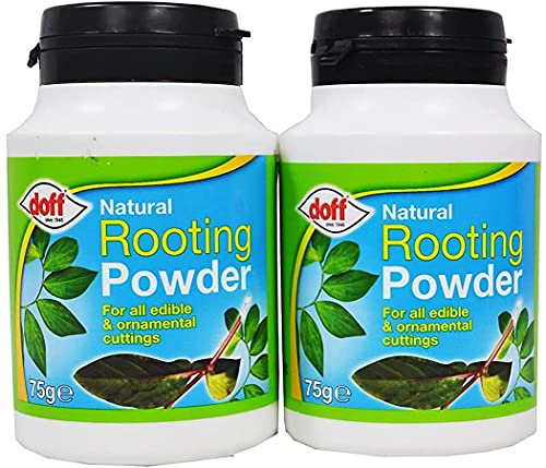 2 x rooting powder 75gm | Maintains strong healthy roots For all kinds of plants | Natural Rooting powder