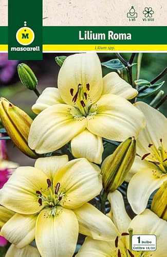 Mascarell Semillas, LILIUMS ROMA, Semillas Bulbosas, Bulbos de Flores Primavera Fácil de Cultivar, Bolsa 1 Bulbo