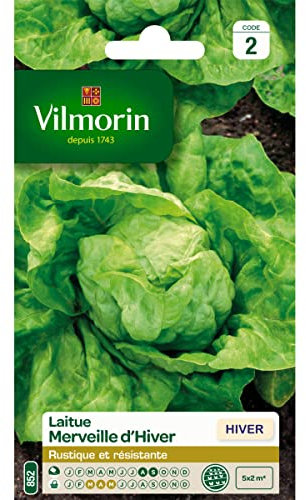 Laitue d'Hiver Merveille d'Hiver
