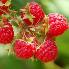 Semi Patrimonio Red Raspberry Bush! Dolce! COMBINATO S/H! Vedere il nostro deposito!
