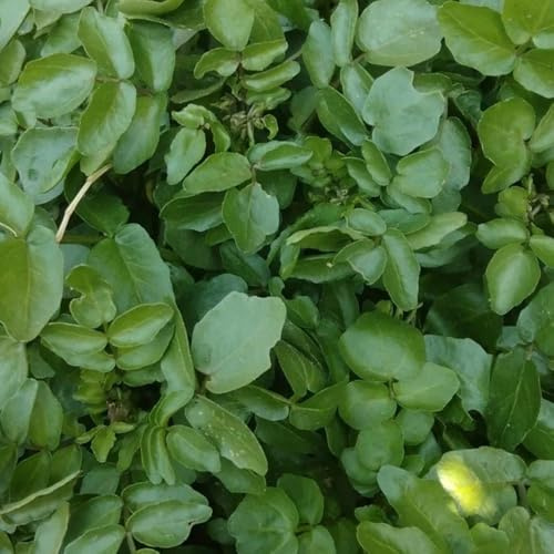 Semi di crescione - cucina del giardino Nasturzio officinale - semi di selvatiche biologici del giardino da orto giardino sul balcone 350pcs