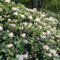 Rhododendron Cunningham's White von Intragarten im Topf