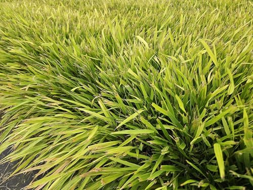 Hakonechloa macra – 24 piante – 10 – 25 cm – Ø 9 cm – erba forestale giapponese – Elegante erba ornamentale resistente all'inverno per giardini ombreggiati