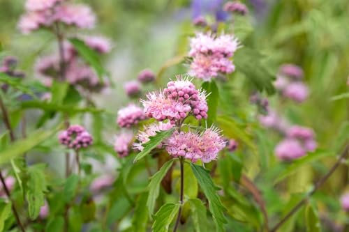 Caryopteris clandonensis 'Pink Perfection' 40-60 cm – Mehrjährig, Pflegeleicht – Bartblume – Zierstrauch für Beet & Kübel