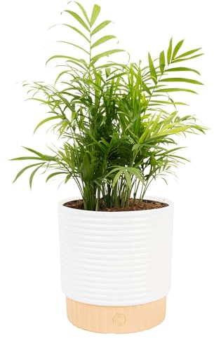 Costa Farms Parlor Palm Live Plant in Decorative Pot, Air Purifying Indoor Houseplant, Perfect for Home, Room, or Office Decor, Great House Warming or Birthday Gift, 14-18 Inches Tall