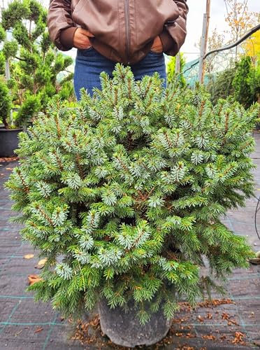 POWERS TO FLOWERS - PICEA OMORIKA NANA, CESPUGLIO XXL VASO 40CM, CONIFERA, CIPRESSO, vaso 22cm diametro, piante vere