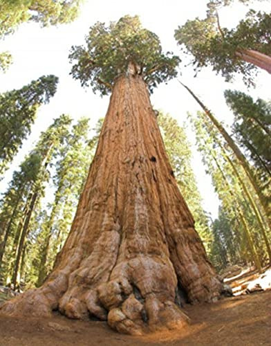 Sequoiadendron Giganteum Séquoia géant Sierra Redwood 50 graines fraîches