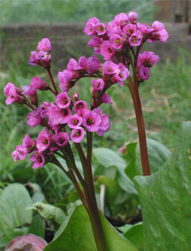 OREILLES D'ÉLÉPHANT - 80 graines - Bergenia Cordifolia - Fleur vivace rose