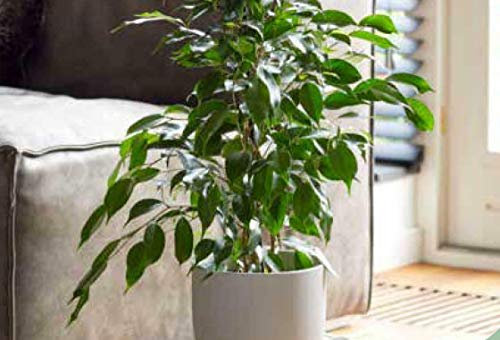 50 Seeds of House Plant Weeping Fig