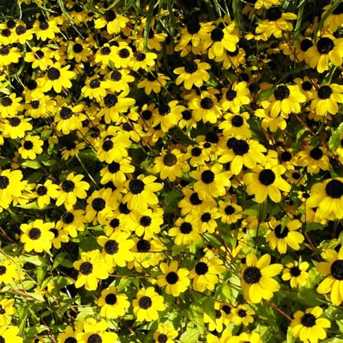 Bio Sonnenhut, gelb, Topf 11x11 cm, 3 Pflanzen