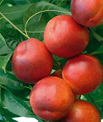 ALBERO DI PESCO -PRUNUS PERSICA-PUGLIESE SIMILE A MATURAZIONE PRECOCE- pianta vera da frutto da esterno Ø 19 cm - h 150 cm