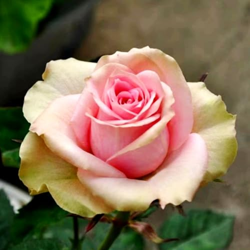 Rose pflanzen knollen winterhart - Seltene Rosenpflanze - Strauchrosen, Duftrosen - Edelrosen in vielen Sorten und Farben-1Pflanze-D