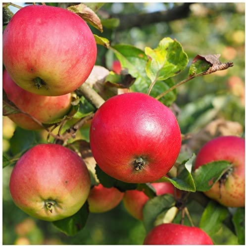 Discovery Apple Tree 4-5ft Ready to Fruit, Crisp,Juicy, Strawberry Taste 3fatpigs®