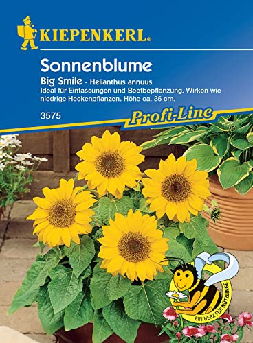 Kiepenkerl 3575 Sonnenblume Big Smile, Mini-Stars - diese Sorte steht am Beetrand oder rahmt effektvoll Wege ein