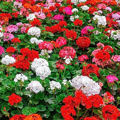 geraniensamen, seltene kletterpflanzen blumensamen rankpflanzen balkonblumen exotische zimmerpflanzen topfpflanzen steingarten gartenblumen kübelpflanzen balkon blumengarten gartendeko 450pcs
