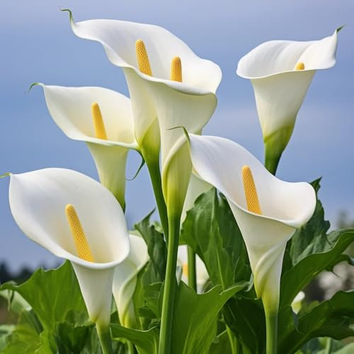 3 pcs calla zwiebeln winterhart, calla lilie zwiebeln, topfpflanzen echt steingartenpflanzen winterhart, calla pflanze winterhart Knollen (Zantedeschia aethiopica) blumen pflanzen