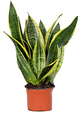 Bloomique - Sansevieria Laurentii - Bogenhanf - Sukkulenten - Zimmerpflanzen - Sehr Pflegeleicht - Höhe 30-40 cm - Topf 12 cm