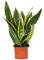 Bloomique - Sansevieria Laurentii - Bogenhanf - Sukkulenten - Zimmerpflanzen - Sehr Pflegeleicht - Höhe 30-40 cm - Topf 12 cm