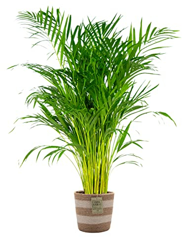 Bloomique - Dypsis Lutescens - Goldfruchtpalme - Areca Palme - Zimmerpflanzen - Pflegeleicht - Haustierfreundlich - Höhe 100-120 cm - Mit Jute Korb 21 cm