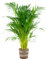 Bloomique - Dypsis Lutescens - Goldfruchtpalme - Areca Palme - Zimmerpflanzen - Pflegeleicht - Haustierfreundlich - Höhe 100-120 cm - Mit Jute Korb 21 cm