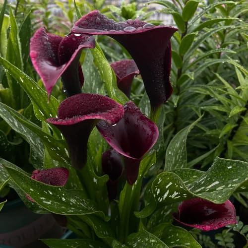 Bulbos de cala, bulbos de alcatraz, decoración de jardín para exterior Zantedeschia aethiopica, Las de balcón son perennes resistentes exóticas resistentes 15pcs