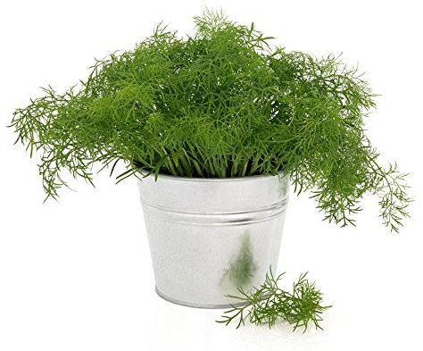 Aneto da giardinoTetra - la migliore varieta per la raccolta precoce di piante verdi - semi