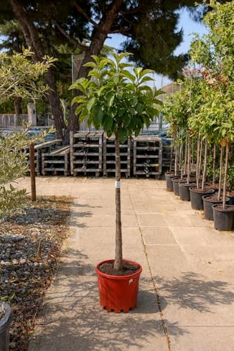 Manzano Red Delicious - Malus domestica en maceta de 10 litros y altura de 140cm mínimo