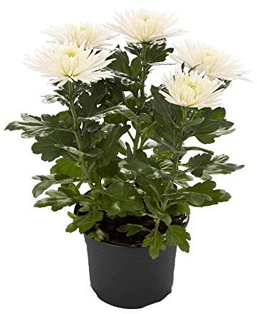 Crisantemo Natural Planta con Flores de Diversos Colores Maceta Pequeña