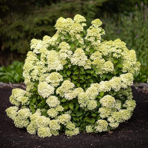 Hortensien Winterhart Paniculata Little Passion (3 Pflanzen) - Hydrangea pflanzen aus Holland - Echte Garten Hortensie (kein Samen, Kunstblumen und nicht künstlich) - Mehrjährig Balkonpflanzen