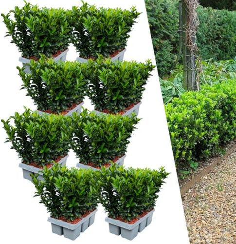 Plants by Frank | 48 Grüne Spindelstrauch Heckenpflanzen | Euonymus japonicus 'Green Spire' | Buchsbaum ersatz | winterharten Heckenpflanzen | Immergrüne Hecke