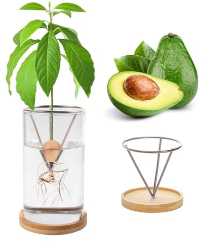 Kit per la coltivazione di alberi di avocado, semi di avocado per piantare, vaso di avocado, vaso di avocado per crescere, kit per la coltivazione di avocado, vaso di avocado in vetro, vaso di avocado