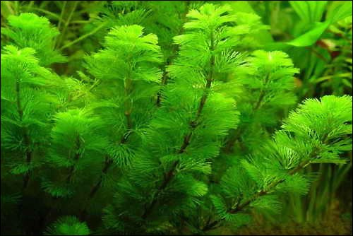 Cabomba aquatica - Live Plante pour aquarium