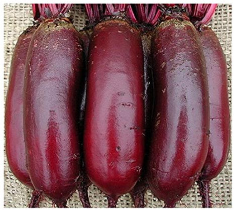 PREMIER SEEDS DIRECT - Beetroot Seeds - CYLINDRA - (Organic, 400 Seeds)