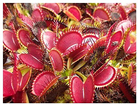 Dionaea muscipula Big Mouth - Venusfliegenfalle - 5 Samen