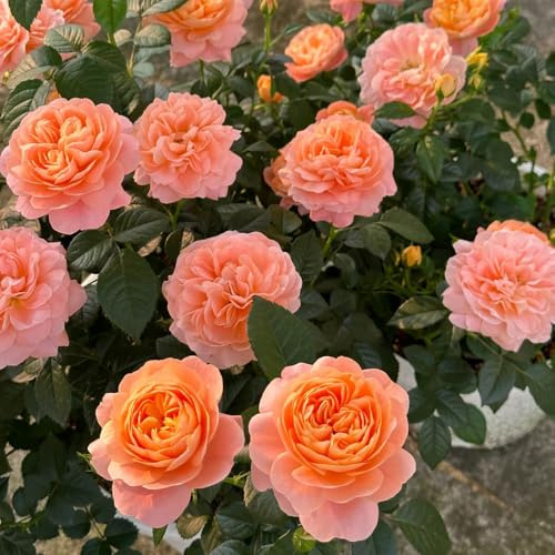 semillas de rosal - invernaderos de balcón exterior Decoraciones jardín exteriores trepadoras raras Parterres elevados el jardín con, 300pcs