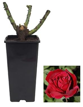 Rosal Pie Bajo Rojo Planta de Exterior Natural Rosal Arbustivo Flores Rojas