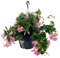 Dipladenie, rosa, Ampeltopf-Ø 25/27 cm