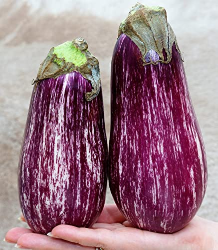 Aubergine Gestreift - Eierfrucht - 50 Samen
