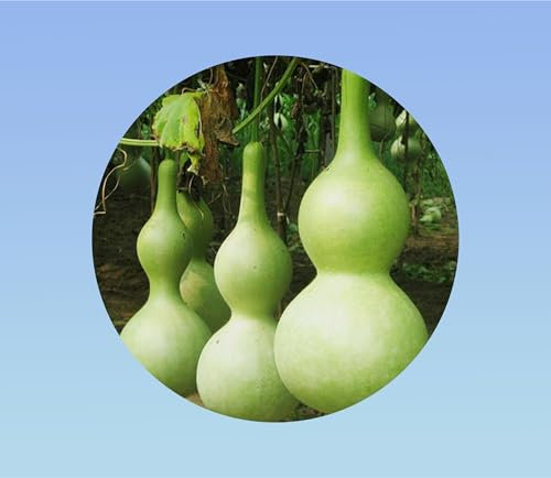 10 Graines de Courge Pélerine (Lagenaria siceraria) pour gourdes ou décoration - Facile à cultiver